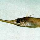 Image of Alcock&#39;s spikefish
