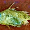 Image of Fleshy-lipped spikefish