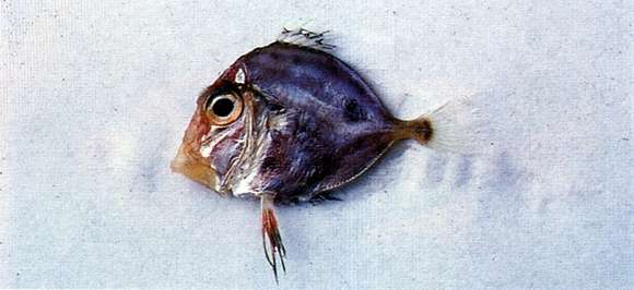 Image of Cyttopsis