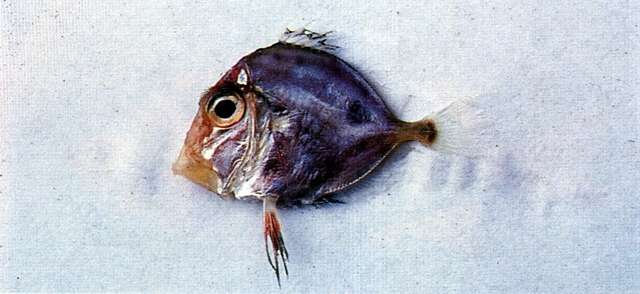 Image of slender dories