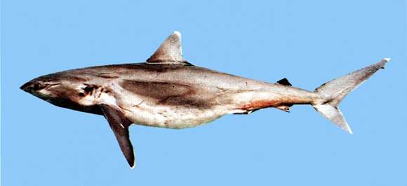 Sivun Carcharhinus albimarginatus (Rüppell 1837) kuva