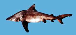 Image of Bignose Shark