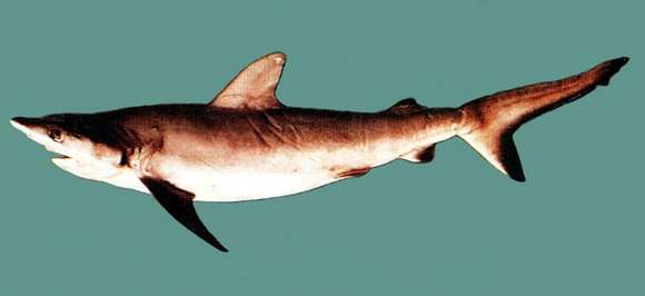 Image of Carcharhinus