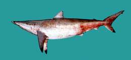 Image of Spinner Shark