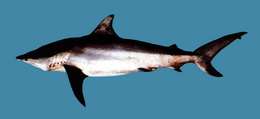 Sivun Carcharhinus kuva