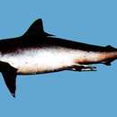Sivun Carcharhinus macloti (Müller & Henle 1839) kuva