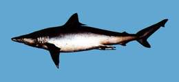 Image of Hardnose Shark