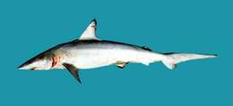 Image of Carcharhinus