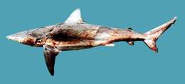 Image of Dusky Shark