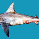 Image of Sandbar Shark