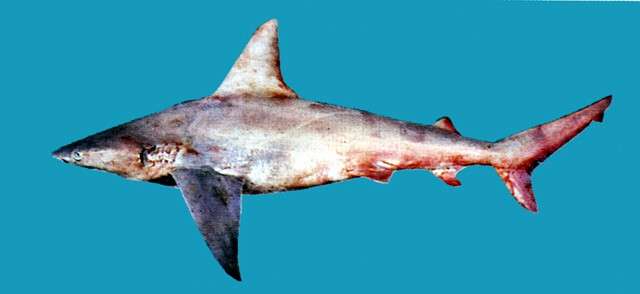 Image of Carcharhinus