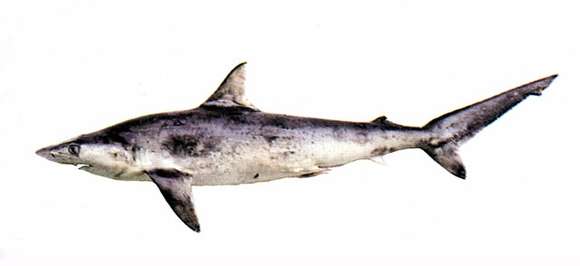 Image of Spottail Shark