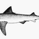 Image of Ganges Shark