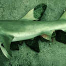 Image de Requin-citron faucille