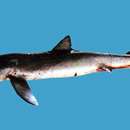 Image of Blue Shark
