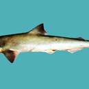 Image of Fish-shark