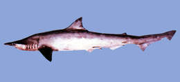 Image of Scoliodon