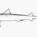Image of Straight-tooth Weasel Shark