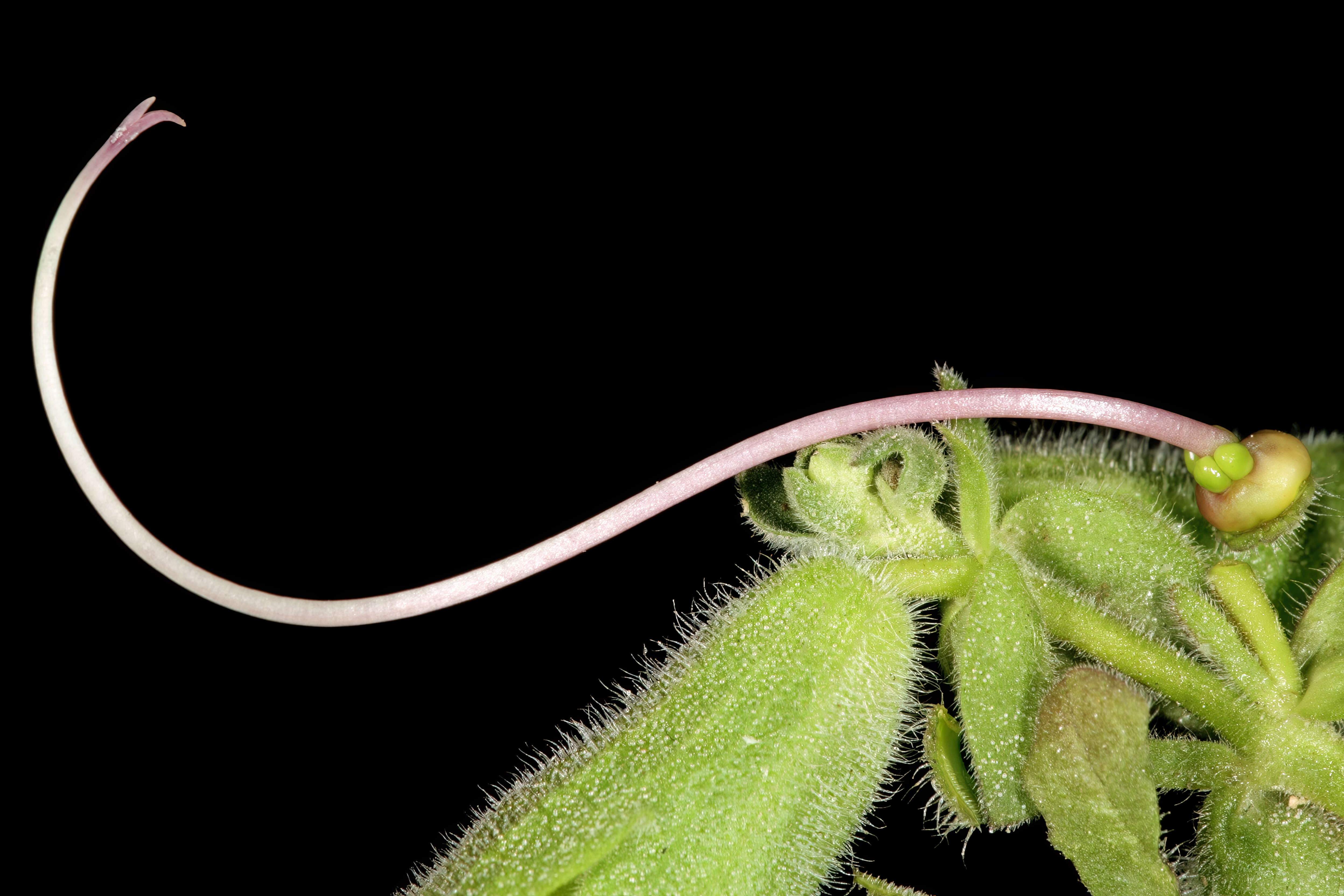 Salvia aurea L. resmi