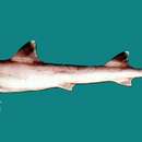 Image of Japanese Topeshark
