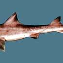 Image of Spotless Smooth-hound