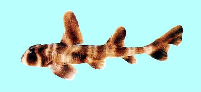 Image of bullhead sharks