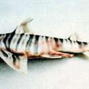 Image of Barred Bull-head Shark