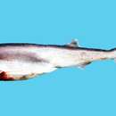 Image of One-finned Shark