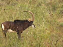 Image of Sable Antelope