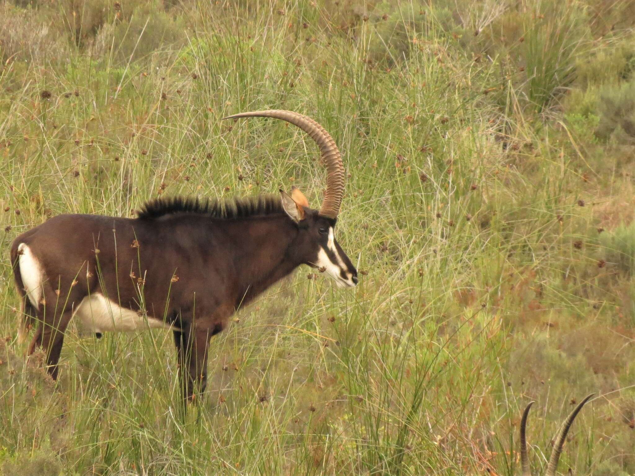 Image of Sable Antelope