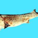 Image of Bluntnose sevengill shark