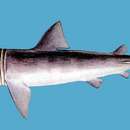 Image of Basking Shark