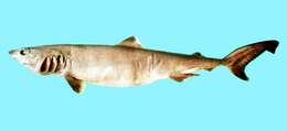 Image of Pseudocarcharias