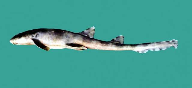 Image of longtailed carpet sharks