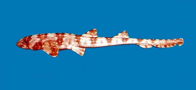 Image of Bamboo sharks