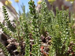 Image de Ivesia gordonii (Hook.) Torr. & Gray