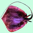Image of Blackfish Stingray