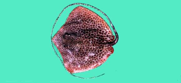 Image of stingray