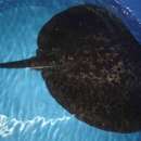 Image of Round ribbontail ray