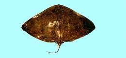 Image of butterfly rays