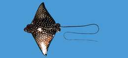 Image of Black eagle ray