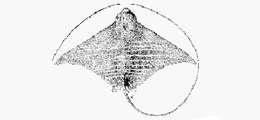 Image of Aetomylaeus