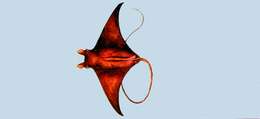 Image of Mobula ray