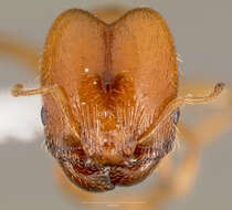 Pheidole cerebrosior Wheeler 1915 resmi