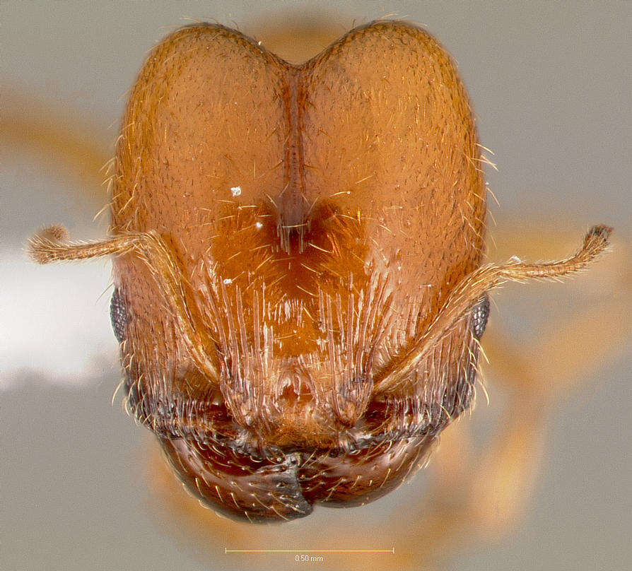 Image of Pheidole cerebrosior Wheeler 1915