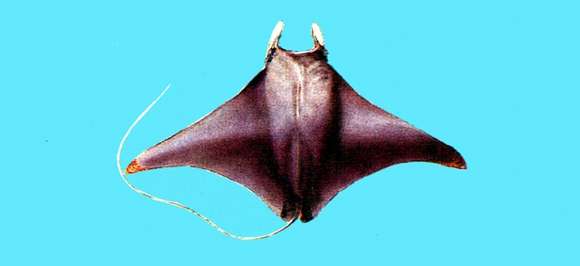 Image of Mobula ray