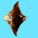 Image of Javanese cownose ray