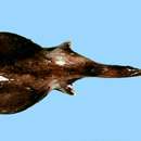 Image of Taiwanese blind electric ray