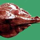 Image of Electric ray