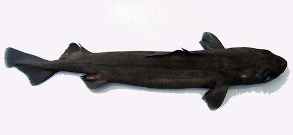 Image of Dogfish sharks